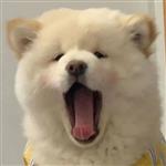 按键伤人 Profile Picture