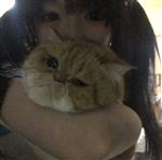 盛世傲尊 Profile Picture