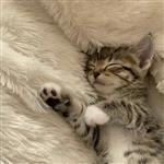 奶熊布偶 profile picture