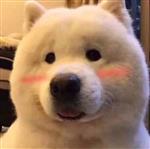 我愿嫁给财神爷哪怕是妾 Profile Picture