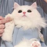 萝莉啰嗦 Profile Picture