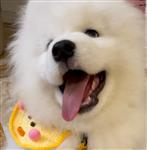 十里故清欢 Profile Picture