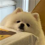 煎饼狗子 Profile Picture