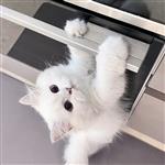 可爱的猪猪少女 Profile Picture