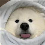 忽欲启齿 Profile Picture