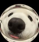 皇朝霸竞 Profile Picture