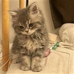 九尾妖狐 Profile Picture