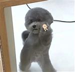 心早已魅逝 Profile Picture