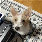 梦里锁颜 Profile Picture