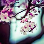 青雪 Profile Picture