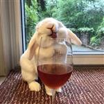 梨涡远点 Profile Picture