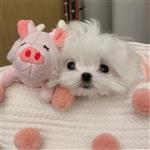 雨梦 Profile Picture