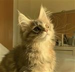 腹黑帝王攻 Profile Picture