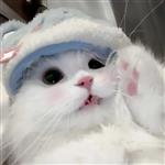 冷艳高贵接地气 Profile Picture