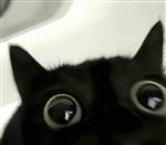 随性随风 Profile Picture