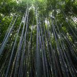 把你从记忆中删除 profile picture