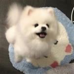 玩炫舞的崛起 Profile Picture