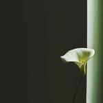 Krystel Profile Picture