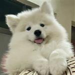 这季悲凉 Profile Picture