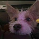 企鹅蹦叉叉 profile picture