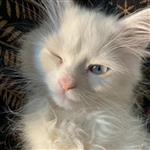 小不忍则卖大萌 Profile Picture