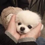 满圈猪猪我最肥 Profile Picture