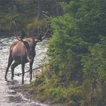 Charity Profile Picture