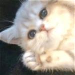 拼未来！ Profile Picture