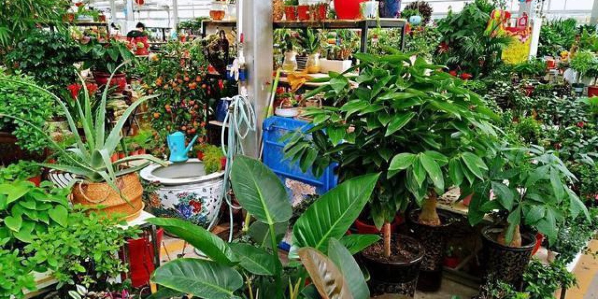 喜欢养花先戒掉7个坏习惯，否则啥花也养不好，快看看你占了几个