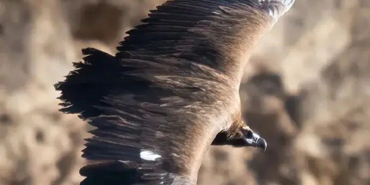 共赴世界爱鸟日丨了解气象，更好守护飞羽