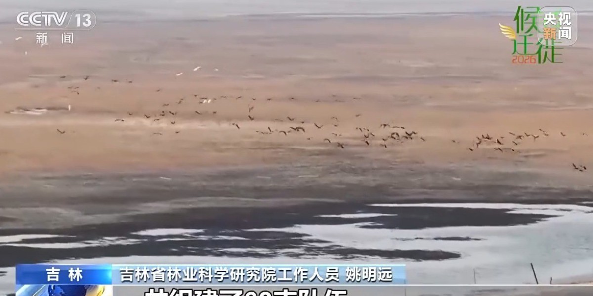 助力鸟类研究与保护 吉林开展迁徙水鸟同步调查