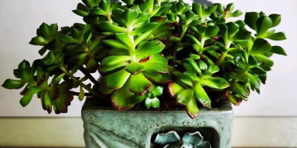 越养越难看的3款多肉，有1种已经彻底放弃了，新手花友尽量不要养
