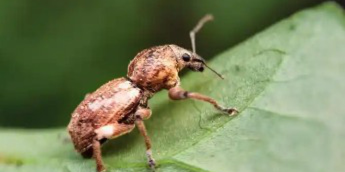 我国科研人员发现99个昆虫新物种