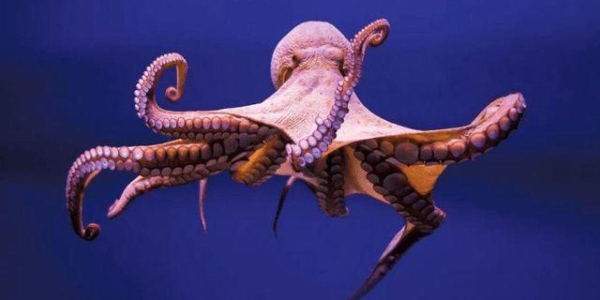 为什么说章鱼是四维生物? 现实很残酷，乌贼是海鲜市场上的常客
