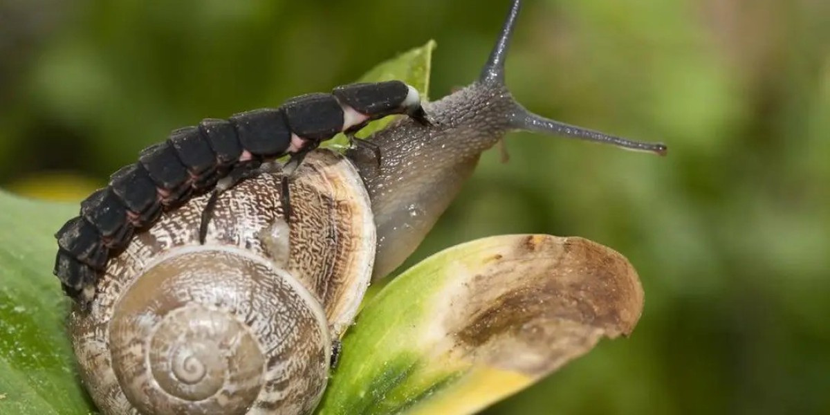 曾经随处可见的萤火虫，为什么如今几乎看不到了?