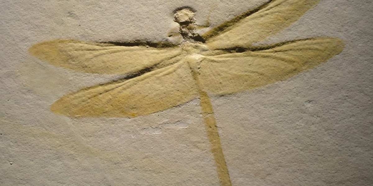 最被低估的昆虫：蜻蜓，飞行界的真正王者，捕猎成功率高达95%