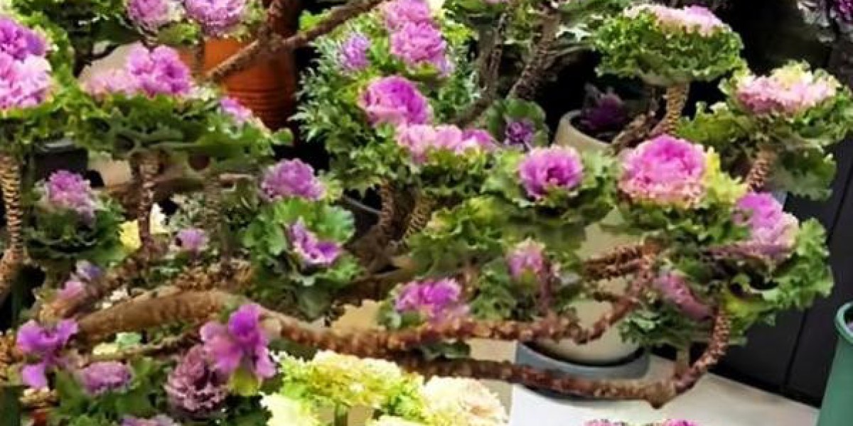 一棵羽衣甘蓝养9年还能开花，这位阿姨阳台种植竟成生活乐趣