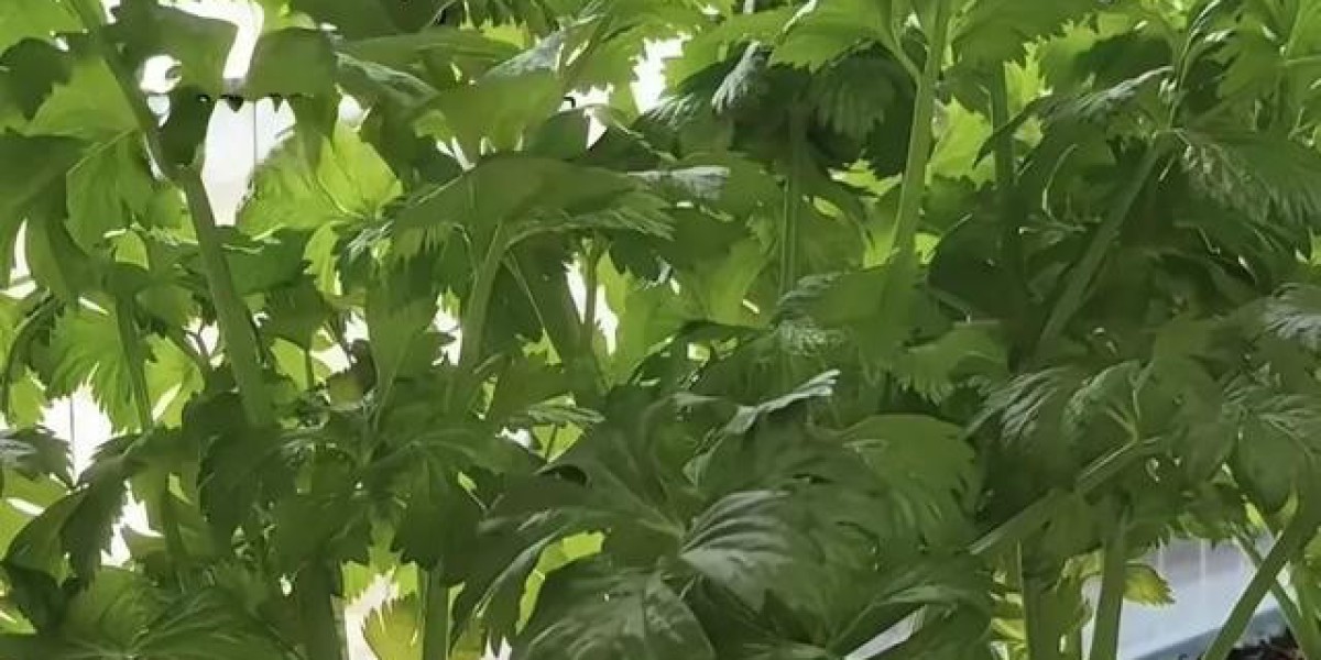 甘肃一女子因封闭阳台种菜走红网络，火上人民日报