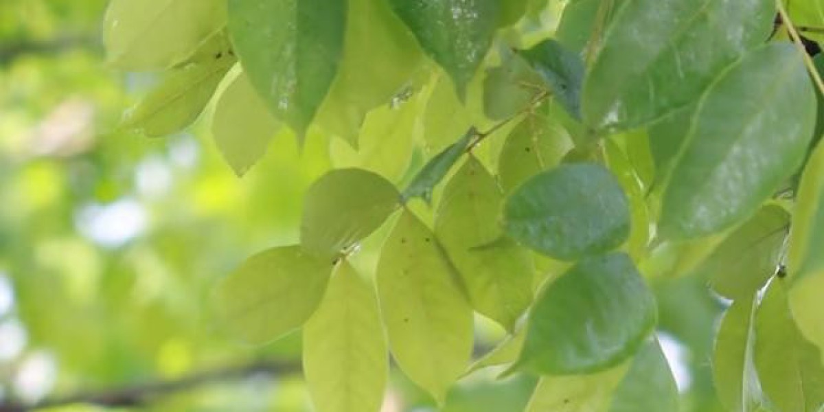 合肥下起了黏糊糊的“太阳雨”？