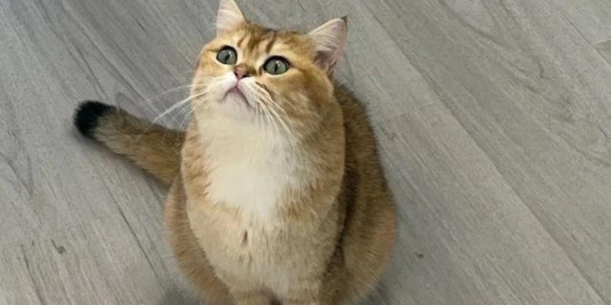 猫咪暗藏高情商，6种表现暖心又吸金，你家猫是福星吗?