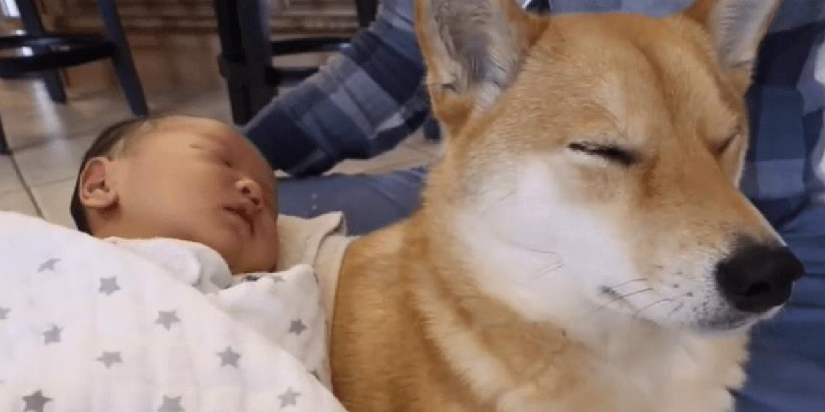 柴犬拒绝回家：爱玩的狗狗与家长的育儿故事
